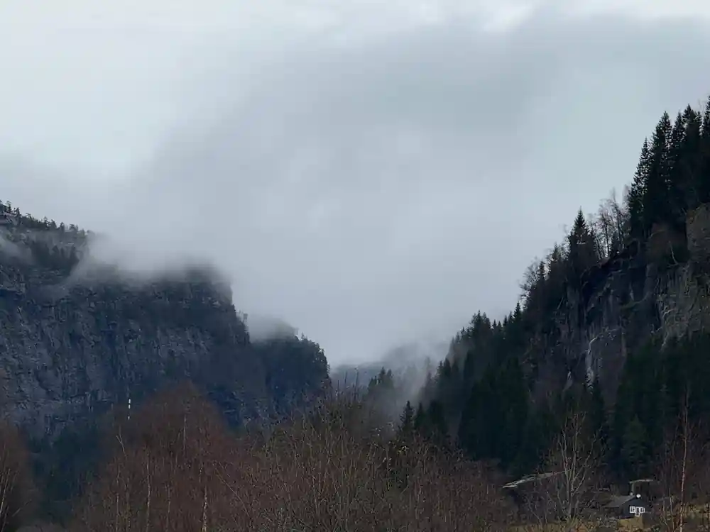 Cloud filling a steep valley above dark trees
