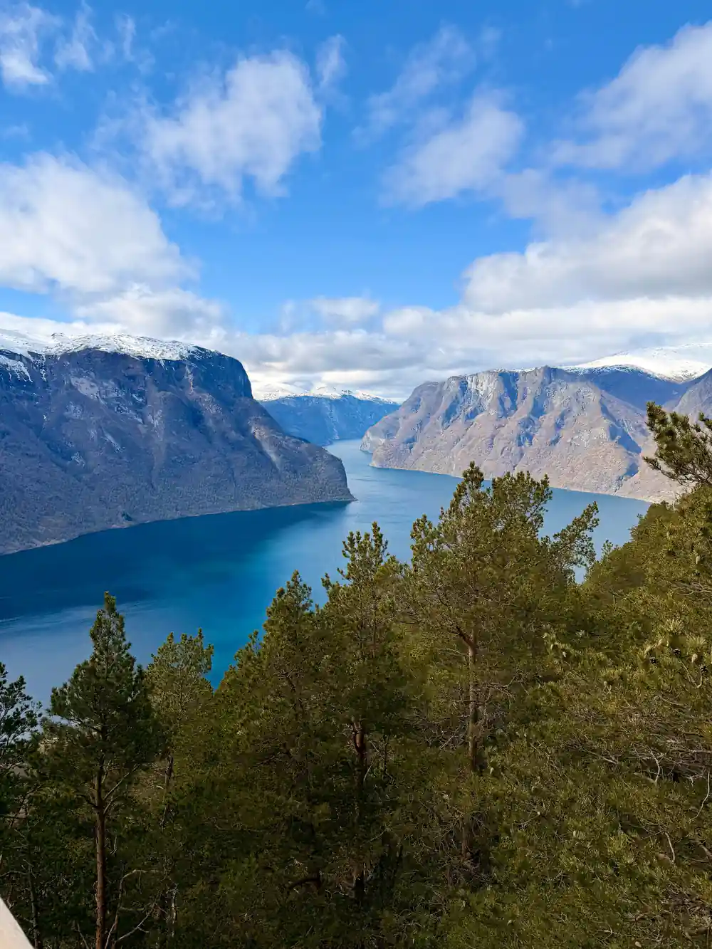 Pines in the foreground and the fjord opening out far below